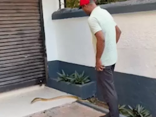 5-foot snake found at Salman Khan’s Galaxy Apartment:Rescue team reached the spot, caught it with bare hands without safety